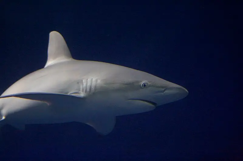Galapagos shark - Do Sharks in The Galapagos Islands Attack People