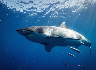 Are There Great White Sharks In The Sea of Cortez