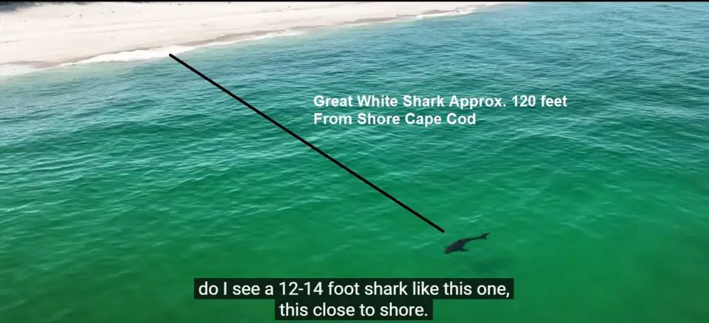 Great White Shark Cape Cod Massachusetts - How Close To Shore Can A Great White Come