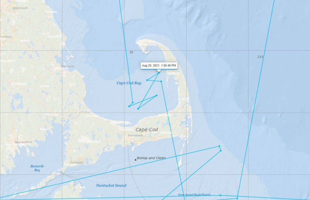 Great white shark Charlotte - Are the great white sharks in Cape Cod