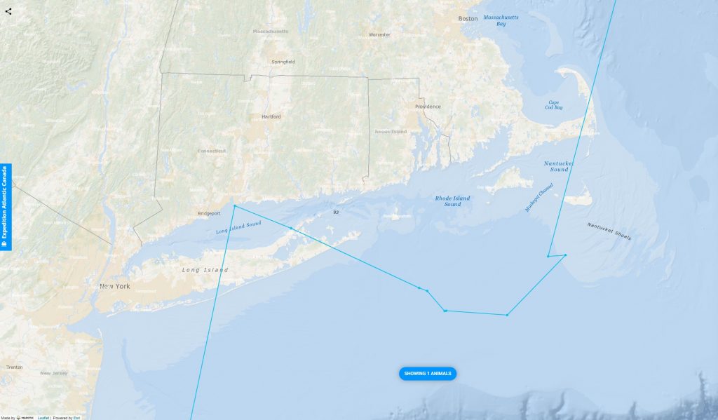 Great white shark Scotia - Long Island Sound