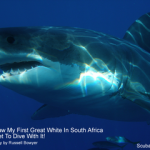 Great white shark story - The day I saw my first great white shark in South Africa small