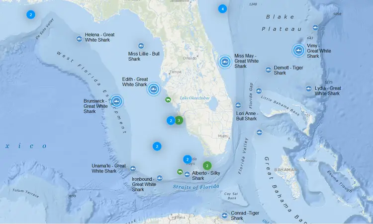 Great white shark tracker in the Gulf of Mexico large
