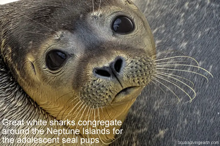 Great white sharks congregate around the Neptune Islands for the adolescent seal pups