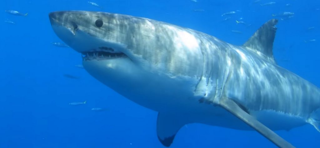 sharks not found in the Red Sea - Great white shark