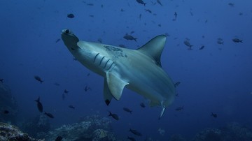 Are There Sharks in The Galapagos Islands? (What Kinds of Sharks?)
