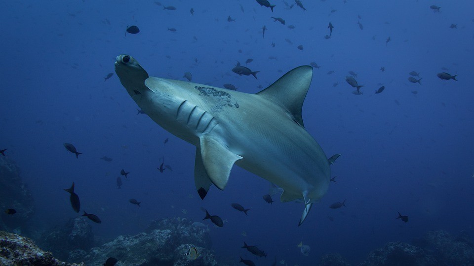 Hammerhead shark and are There Sharks in The Galapagos Islands - What Kinds of Sharks