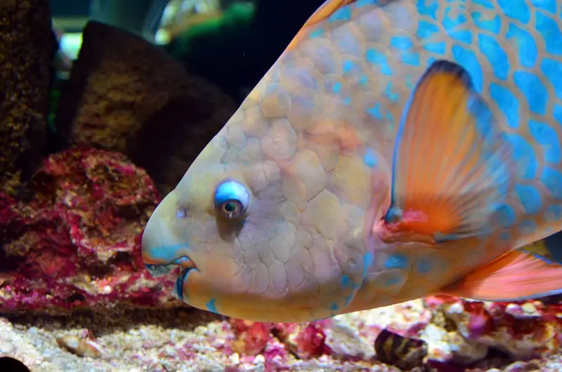 Parrotfish - How much sand do parrotfish poop