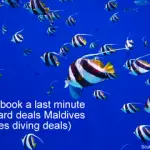 How To Book Last Minute Maldives Liveaboard Deals (Maldives Diving Deals)