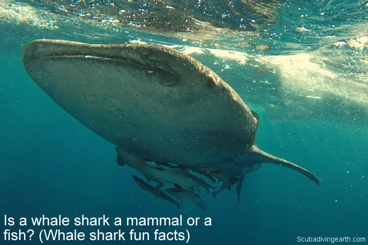 Is a whale shark a mammal or a fish - Whale shark fun facts small