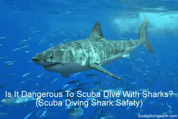 Is It Dangerous To Scuba Dive With Sharks? (Will I Be Eaten?)