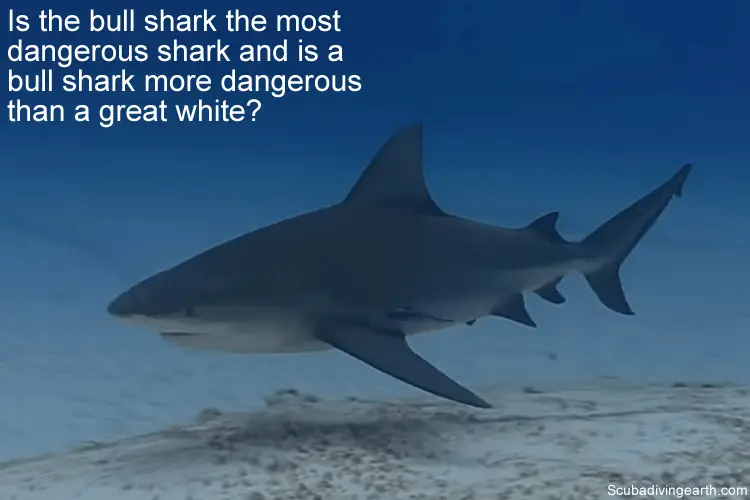 Is the bull shark the most dangerous shark and is a bull shark more dangerous than a great white