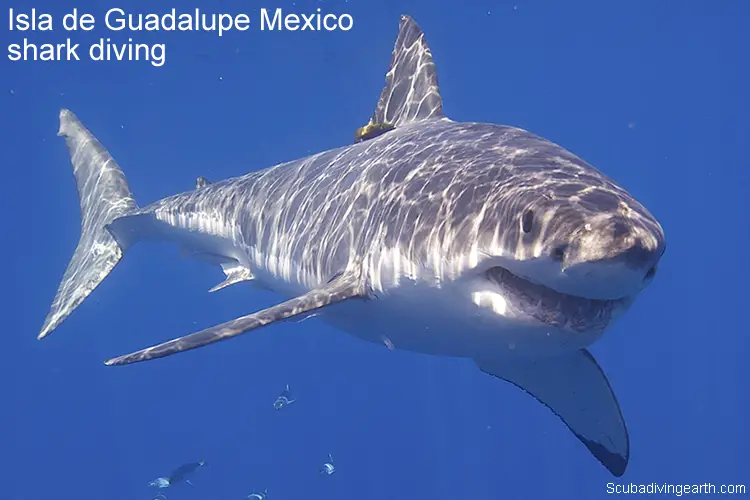 Isla de Guadalupe Mexico shark diving larger