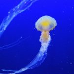 Jellyfish - Do Wetsuits Protect Against Jellyfish Stings small