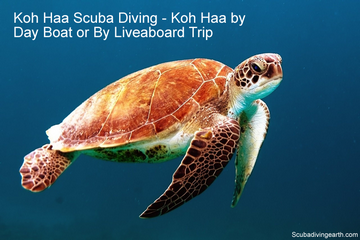 Koh Haa Scuba Diving (Koh Haa by Day Boat or By Liveaboard Trip)