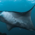 What Is The Best Time Of Year To Scuba Dive Komodo - Manta Ray
