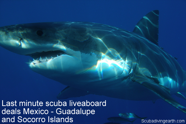 Last minute scuba liveaboard deals Mexico - Guadalupe and Socorro Islands