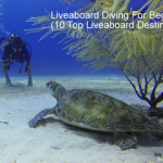 Liveaboard Diving For Beginners - 10 Top Liveaboard Destinations small