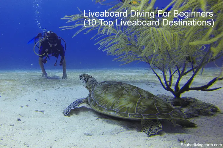 The Best Liveaboard Diving For Beginners - 10 Top Liveaboard Destinations