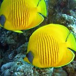Liveaboards-From-Hurghada-Reef-Fish