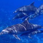 Liveaboards-From-Marsa-Alam-Egypt-Dolphins