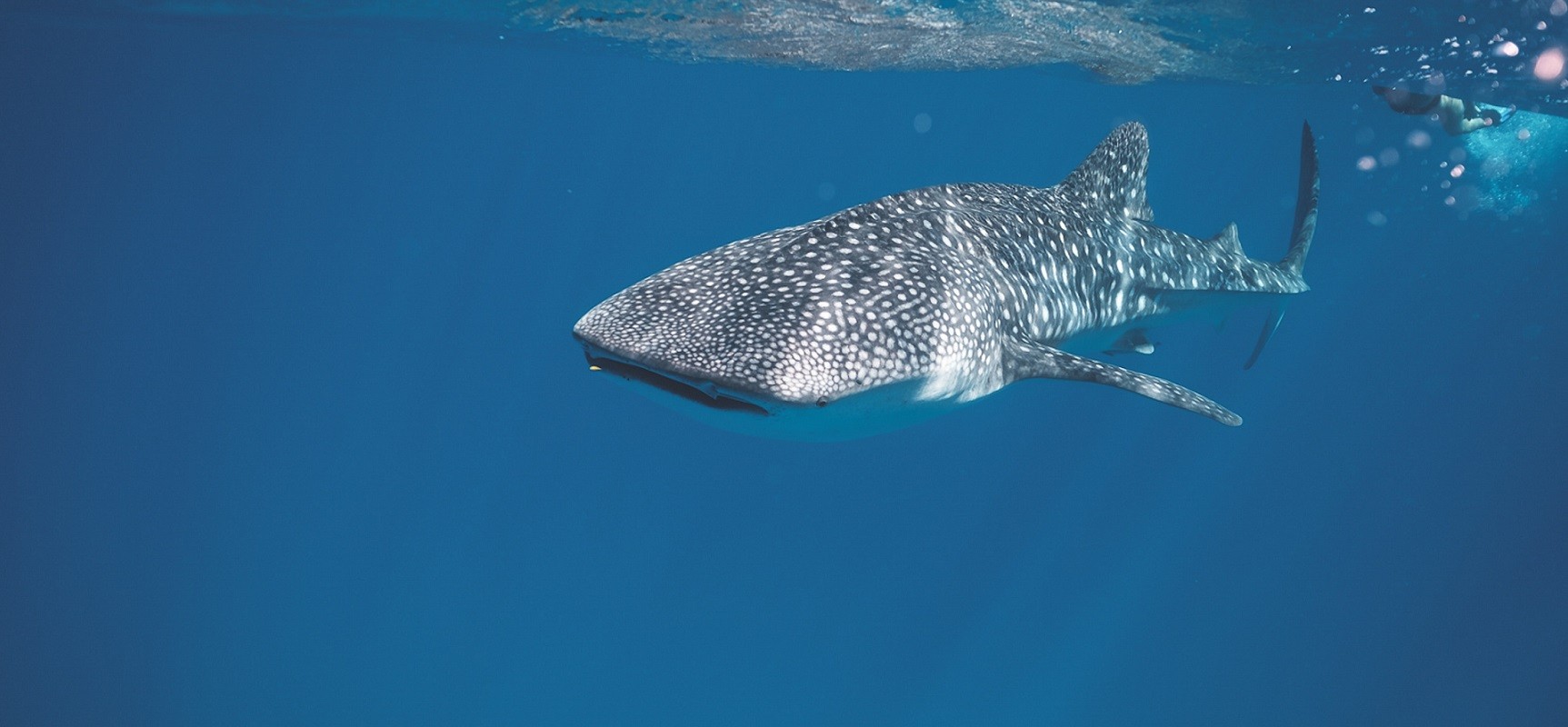 Maldives Liveaboards - Whale shark