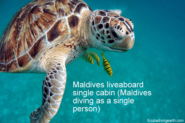 Maldives liveaboard single cabin - Maldives diving as a single person
