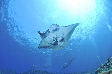 Rays and Manta Rays Found in Indonesia