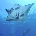 Mexico Liveaboard Diving