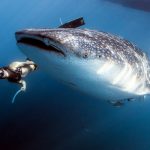Myanmar-Burma-Liveaboard-Diving-whale-shark