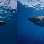 Oceanic whitetip shark vs great white shark small