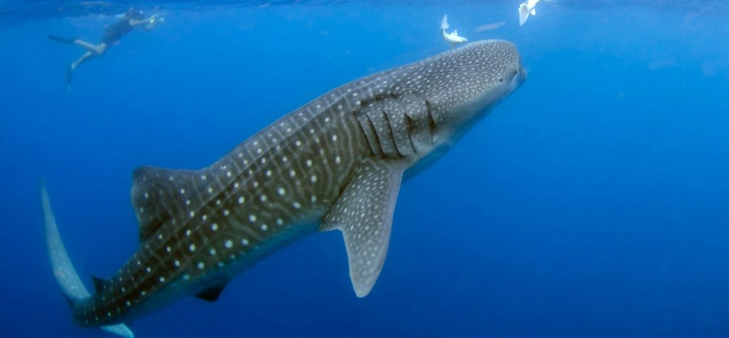 Red Sea Whale Sharks
