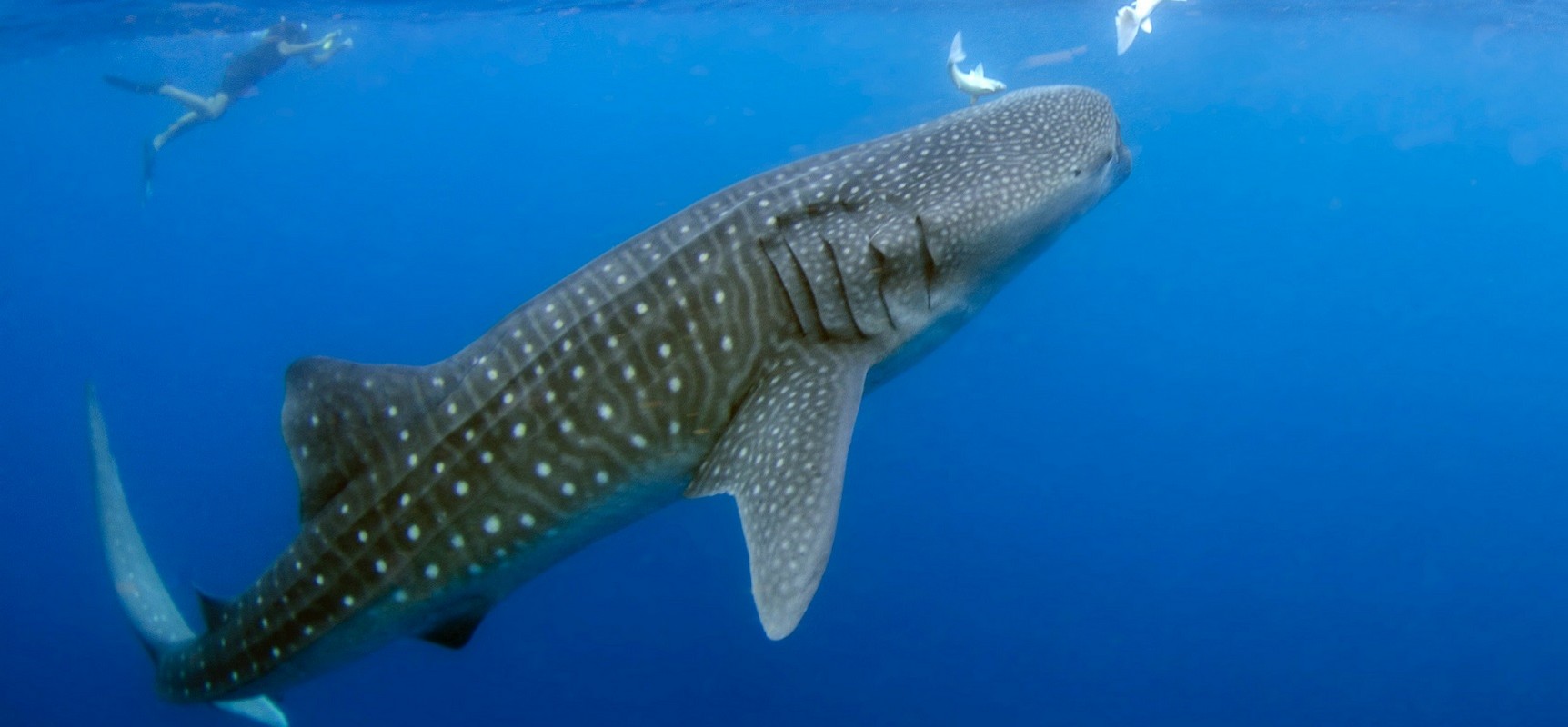 Philippines Liveaboards - whale shark