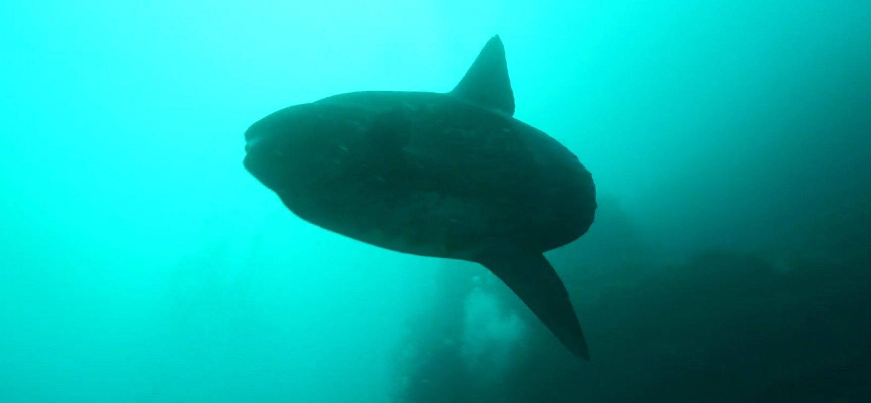 Punta Vicente Roca Liveaboard Diving Sunfish - Mola Mola