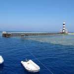 Red Sea Daedalus Reef Dive Site: Shark Diving + Tech Wreck Dive