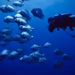 Red Sea Diving Safari: Experience The Red Sea By Liveaboard