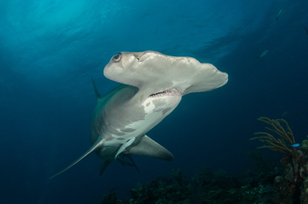Red Sea Hammerhead sharks
