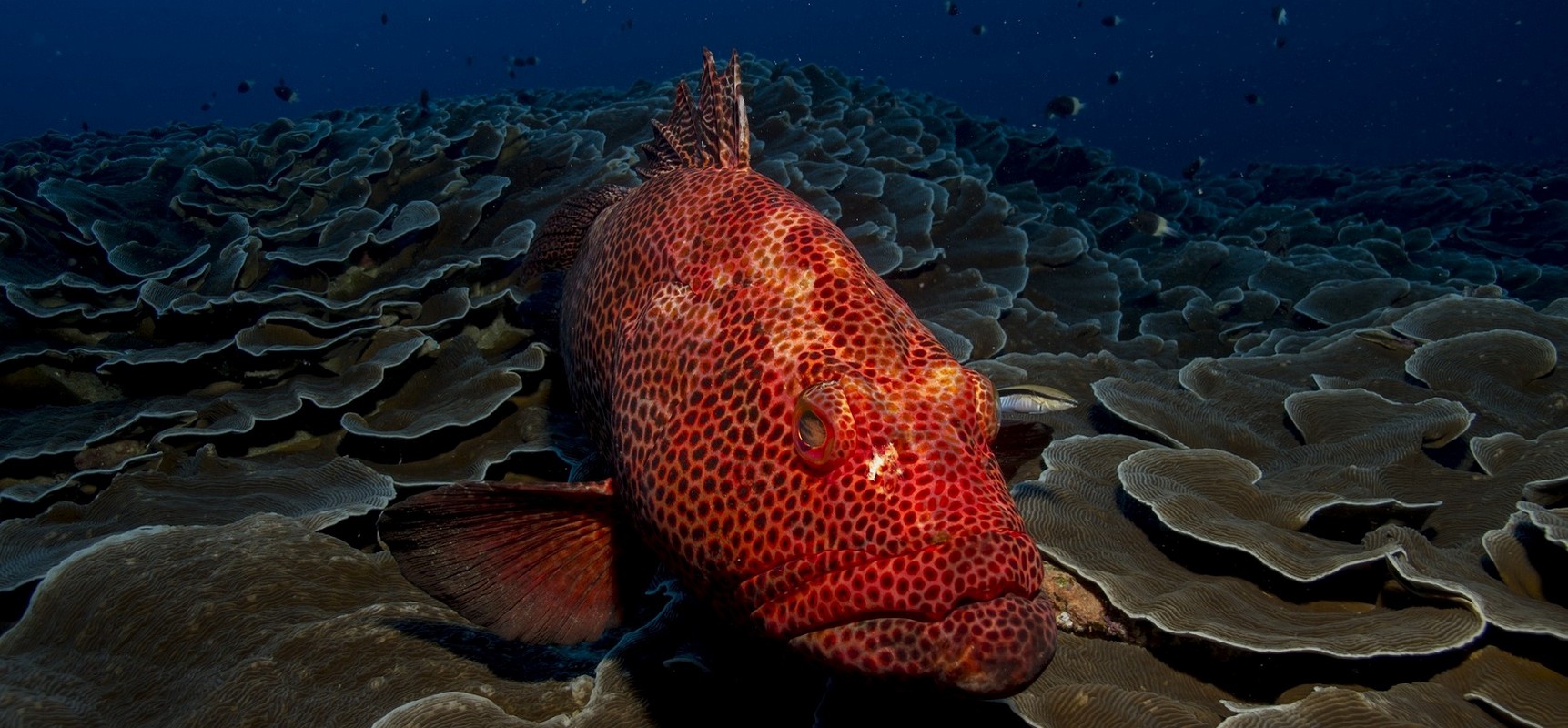 Red Sea Liveaboard Diving - Grouper