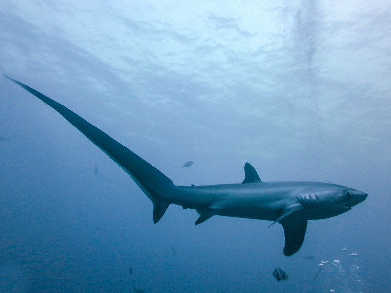 Red Sea Thresher Shark