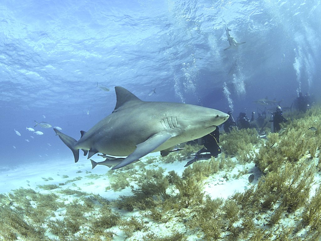 Red Sea bull shark