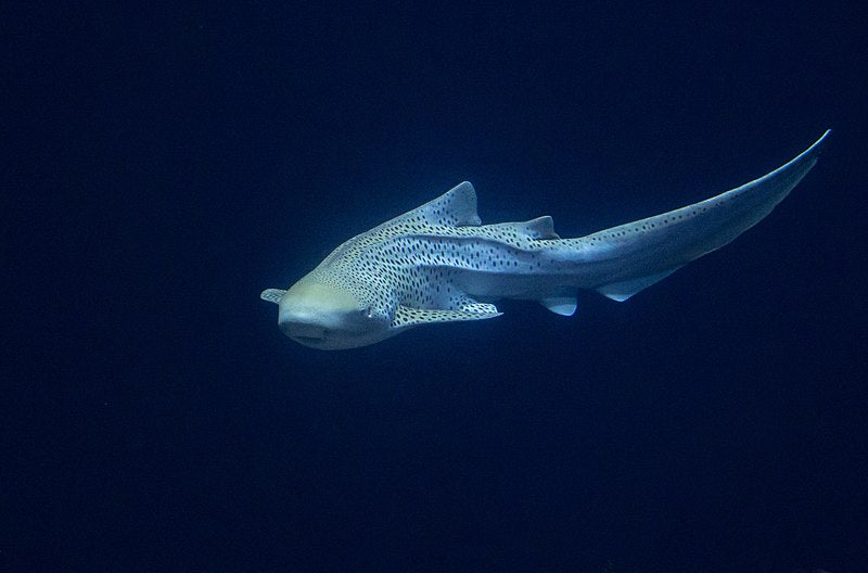 Red Sea leopard shark Zebra_shark_(Stegostoma_fasciatum)