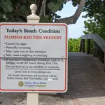 Red Tide Florida - The Affects on Swimmers Divers + Snorkelers small