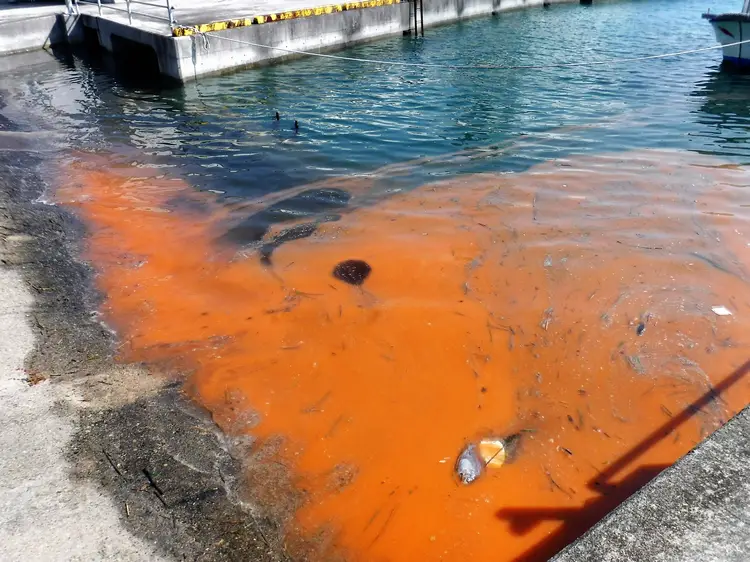 Red tide - What does red tide look like