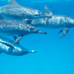 Sataya Reef (Dolphin Reef): Snorkel + Dive With Dolphins