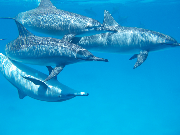 Sataya Reef (Dolphin Reef) - Snorkel + Dive With Dolphins