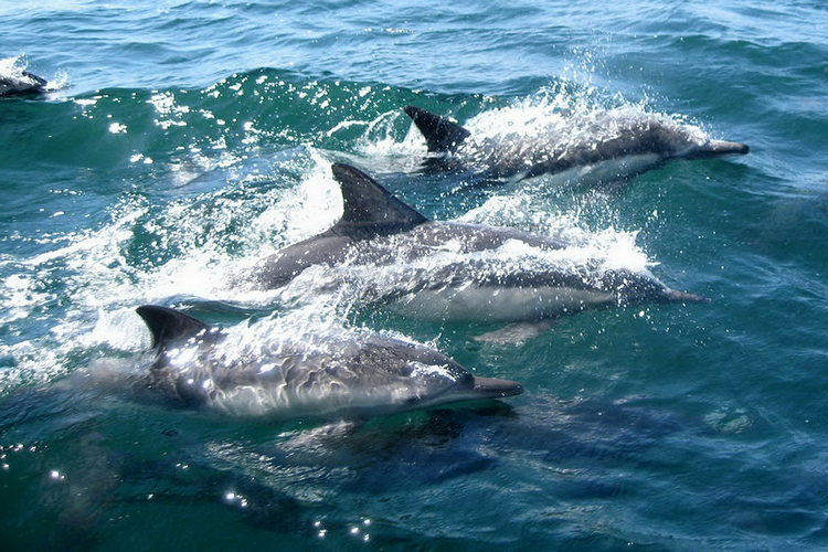 Spinner dolphins - Sataya Reef rules when swimming with dolphins