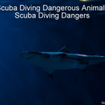 Scuba Diving Dangerous Animals - Scuba Diving Dangers small