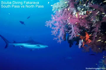 Scuba Diving Fakarava South Pass vs North Pass (Shark Heaven)