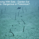 Scuba Diving With Eels (Garden Eel Fun Facts: Dangerous or Poisonous?)