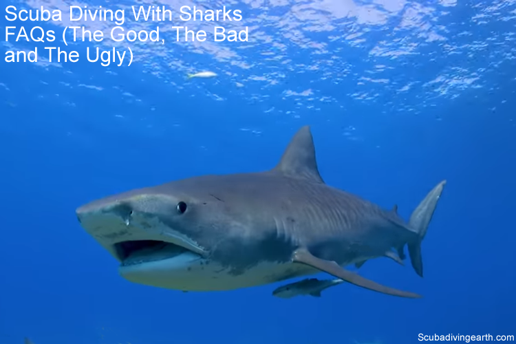 Tiger Shark - Scuba Diving With Sharks FAQs - The Good, The Bad and The Ugly large